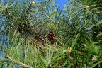DSC 8450