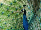 KL Birds Park, Perdana Botanical Garden