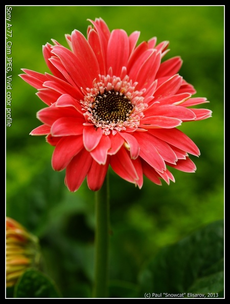 2-vivid-flower.JPG