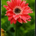 2-vivid-flower