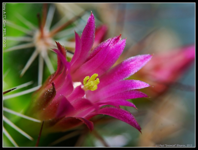 11-cactus-ISO50.JPG