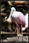 Spain. Safari Alcoi and other animals
