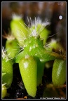 My cacti