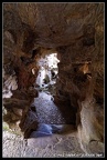 Lions forest 24