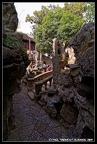 Lions forest 71