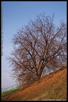 Tamron 16-300 21