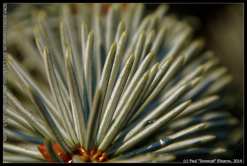 Tamron_16-300_36.jpg