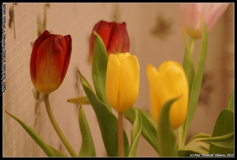Photographic tests / Meyer Optik Trioplan 75/3.5 Photographic tests / Meyer Optik Trioplan 75/3.5