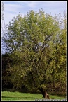 Trioplan75 019