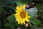 DSC07263
