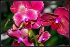 Orchids 2018, Nikon