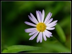 DSC 4354