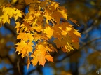 Moscow 2018, Burning Golden Autumn