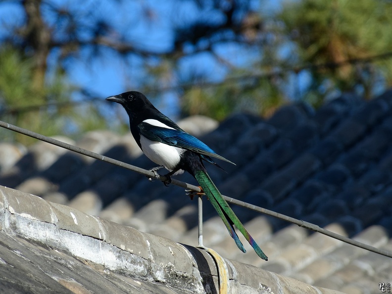 DSC_7908.jpg