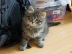 Miya Cat Grows Up