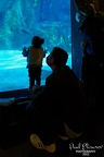 Istanbul Aquarium and Venice
