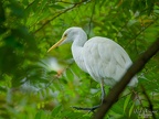 Malaysia, Kuala Lumpur, Animals