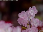 P1005519