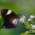 P1007490