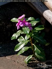 P1007387
