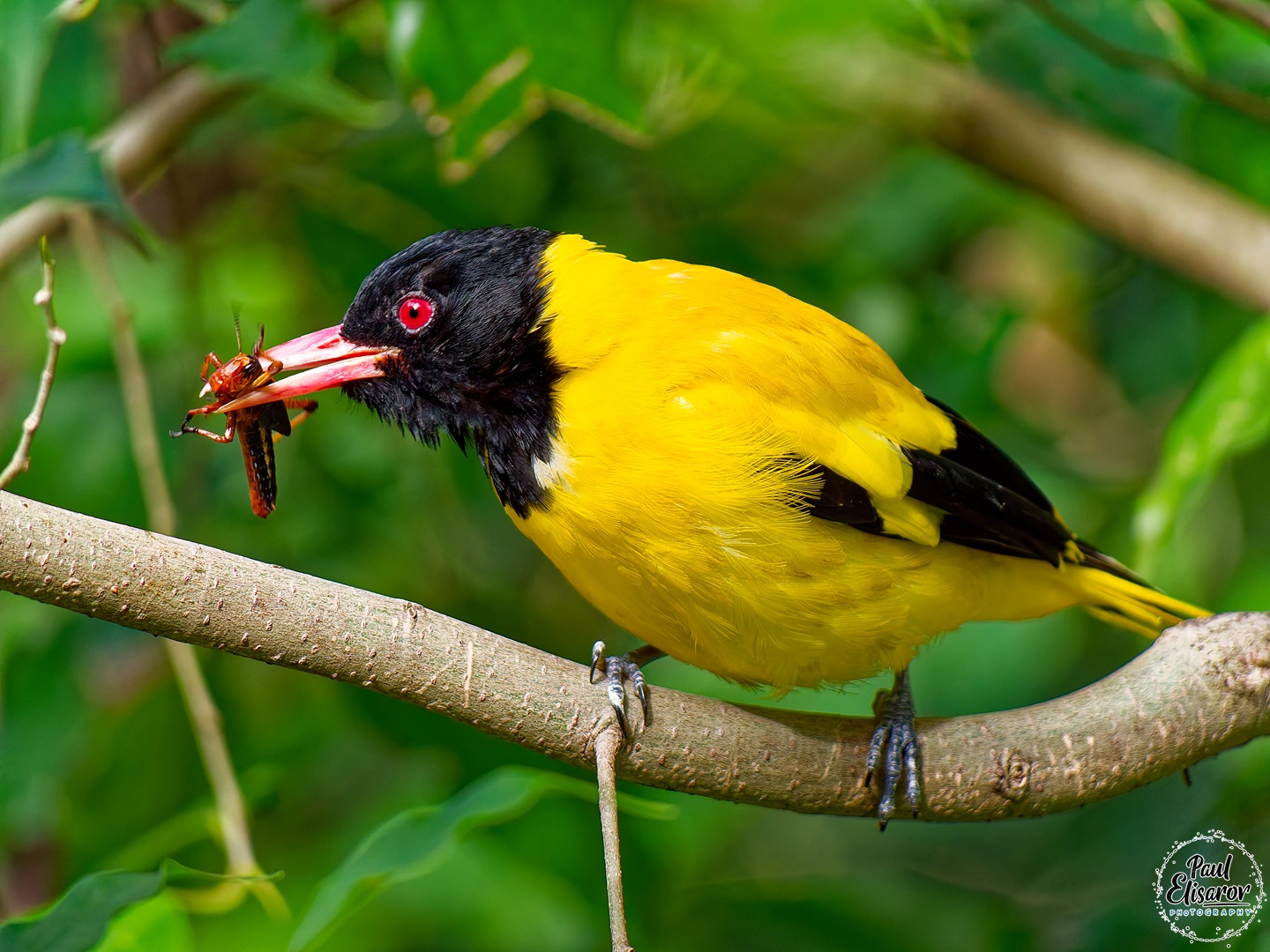 Hong Kong Bird Park And City Walk