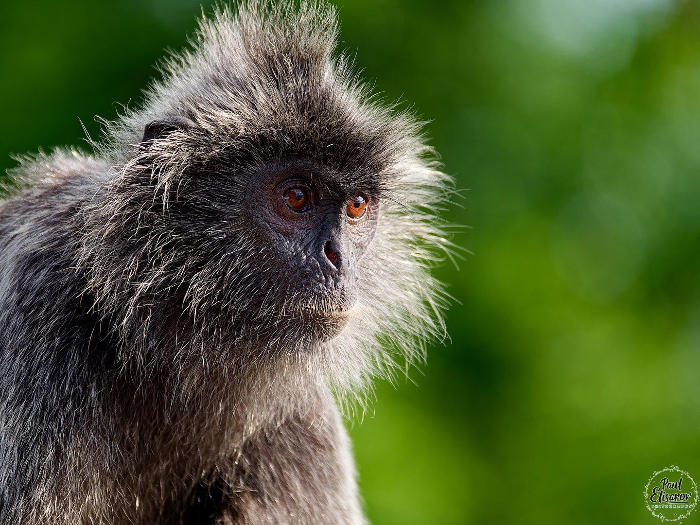 Bukit Melawati Monkeys