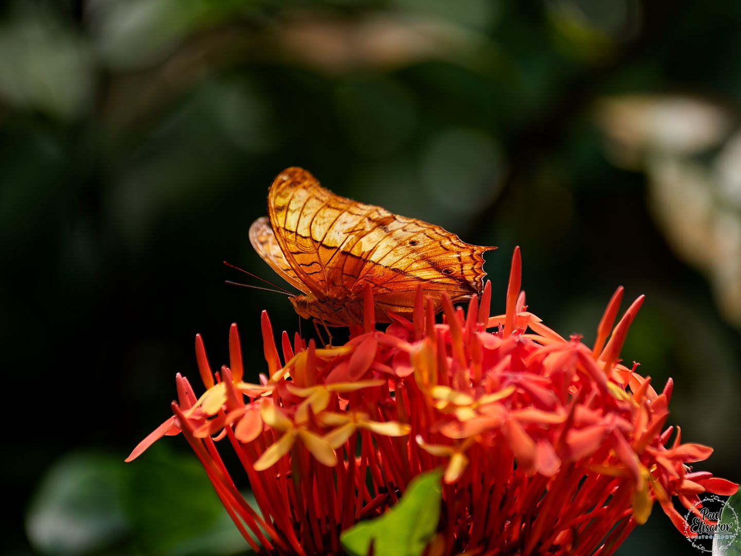 Kuala Lumpur Butterfly Park